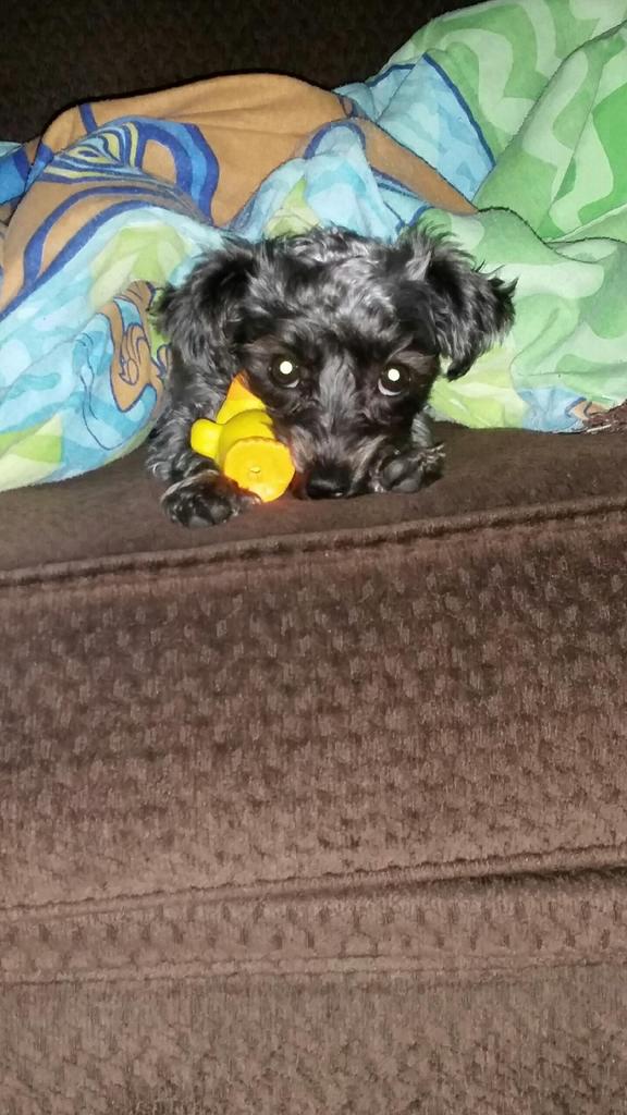 SSilverence's tweet image. Winnie guarding her ducky.