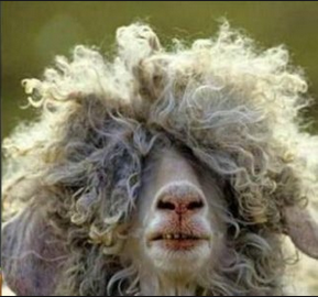 paddypower's tweet photo. Coloccini with the goal.... http://t.co/TmDEakfhK7