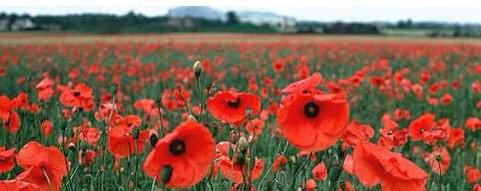 SaltDylan's tweet image. Never Forget 💙