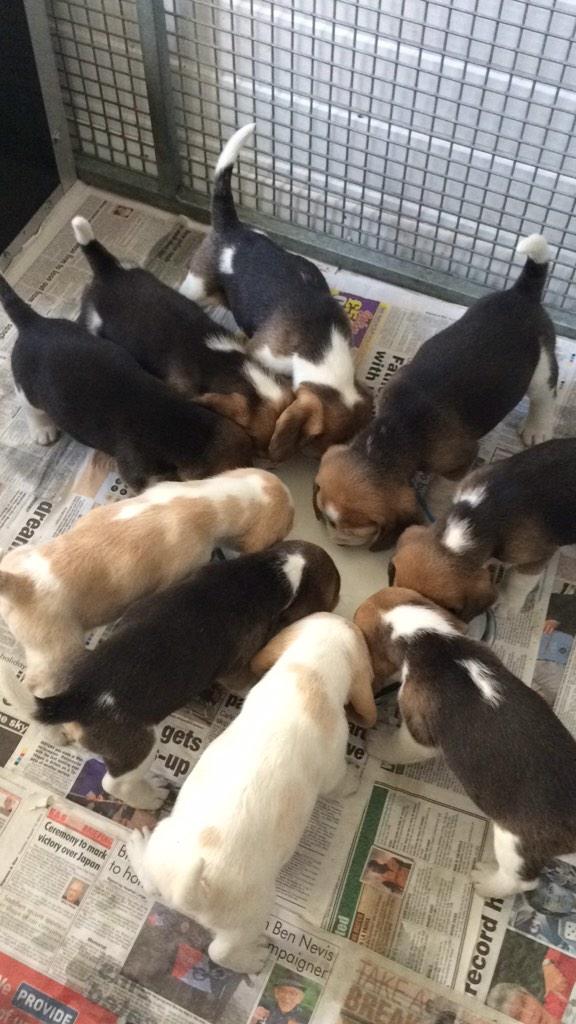 Dad went off to visit these little beauties this week nine little crackers 7 boys only 2 girls, same mom as Dalton!