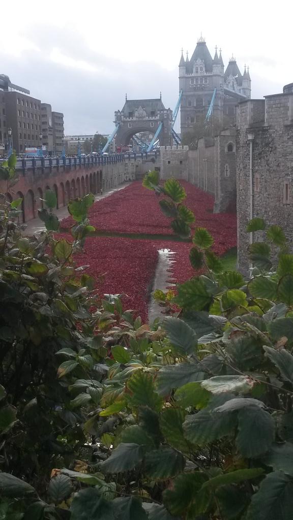 MelB2685's tweet photo. Moving site at the Tower of London. Each ceramic poppy stands for a fallen soldier of WW1 #overwhelming #emotional http://t.co/CJjbdJl6jK