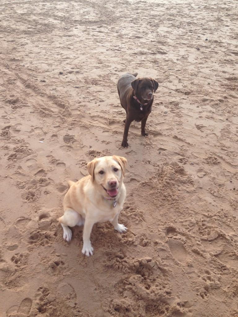 DVD4CHARITY's tweet image. And the dogs eagerly await to chase their ball