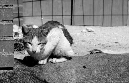Condena contra el Ayto. de Madrid por prohibir alimentar gatos callejeros pacma.es/n/17869
