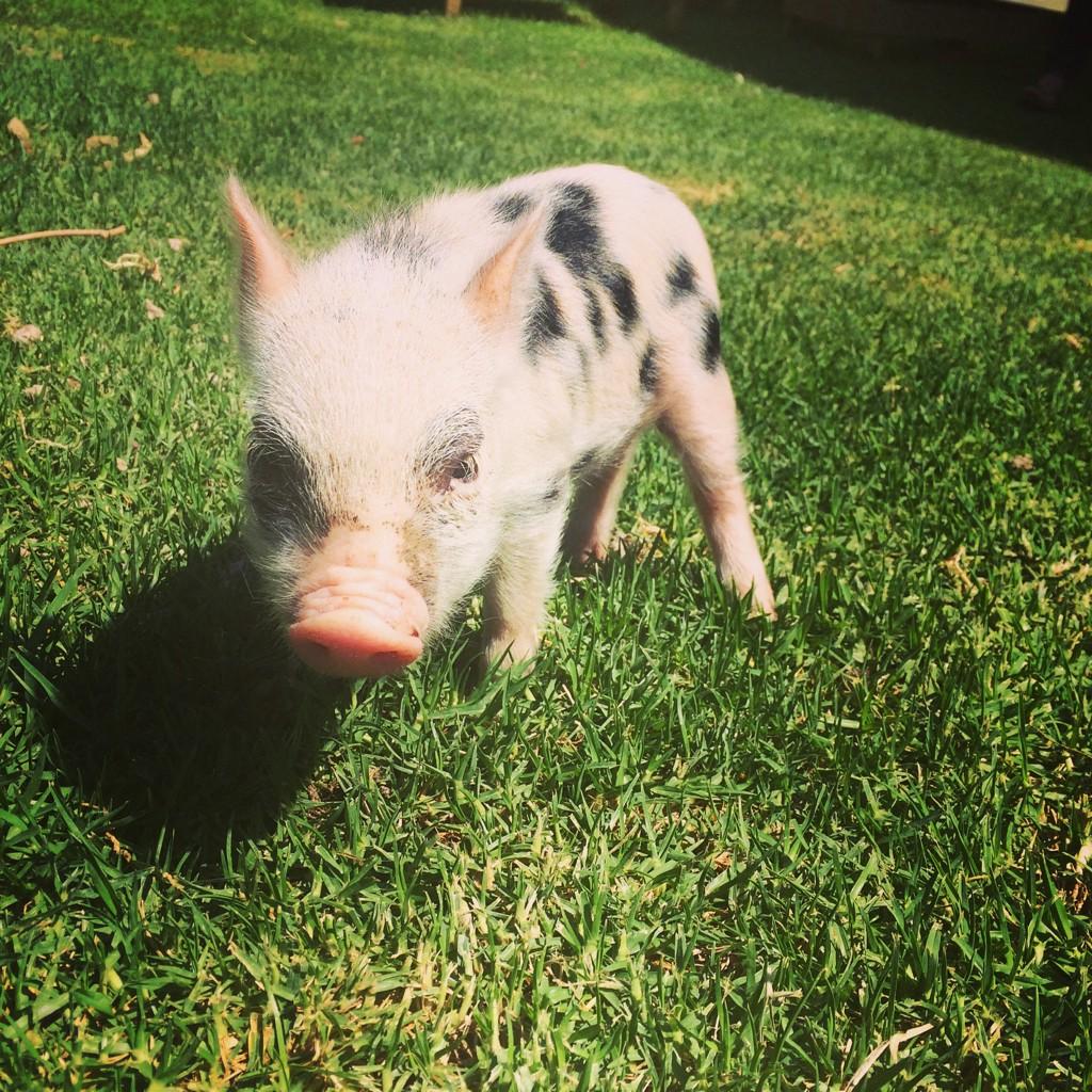 Betsie_Says's tweet photo. “@marelsb: Introducing Spek Basson. @BassonBertus http://t.co/Q6qrNun5sR”