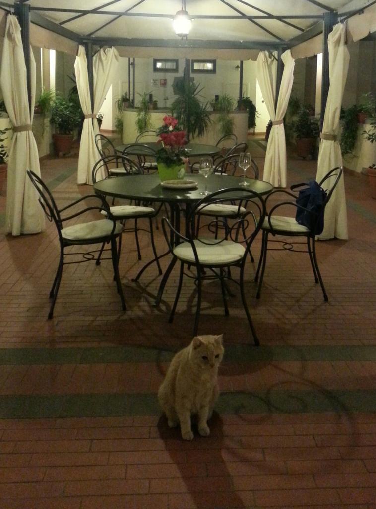 호텔 귀환. 고양이만 반기네.