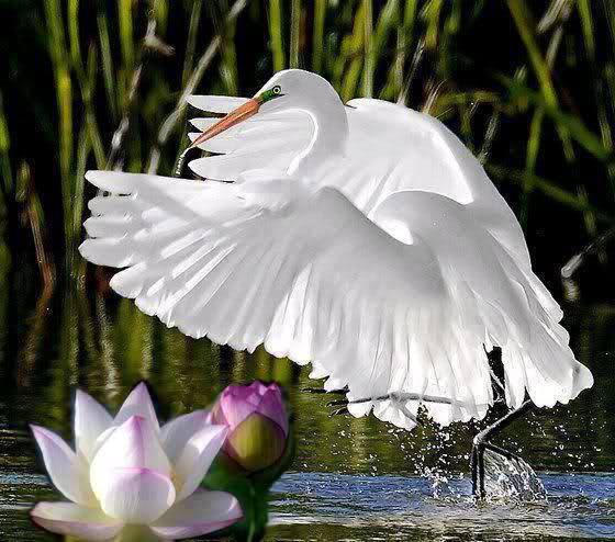 <a href="/elliesangelwing/">Doreen</a> l  🙋 Hi doreen ♡Hope your day are full of health and all good things 🔆💛🔆 stayy blessed.♥