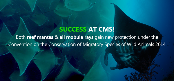 MantaTrust's tweet photo. It's official! All mobulas, sharks &amp; reef #mantaray adopted onto CMS! #CMSCoP11 #SharksWithoutBorders #Time4Action http://t.co/ofvZ6gnhbn