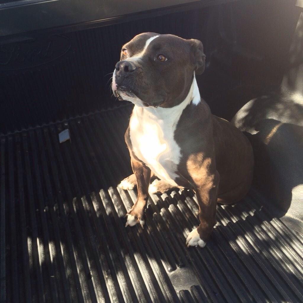 TucsonConnect's tweet photo. "@JosephNoonan2: Found a dog on houghton and Tanque Verde @whatsuptucson http://t.co/38O6wReWFw"