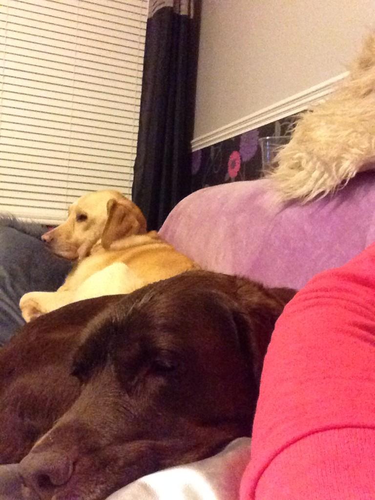 DVD4CHARITY's tweet image. Tired baby girls