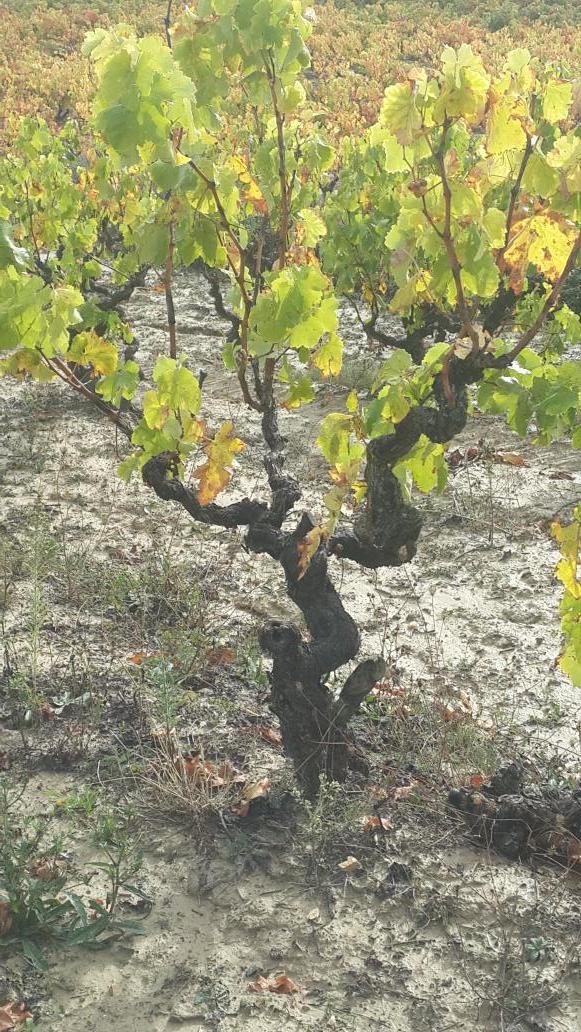 mikelaramburu's tweet photo. Cepa centenaria, @BodegasTaron #la rioja, #vino. http://t.co/4eDdBwNSay