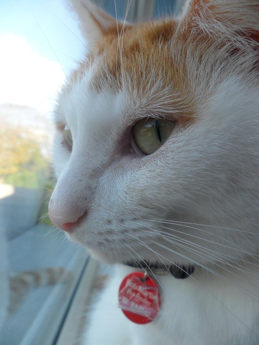 #pretty #ginger