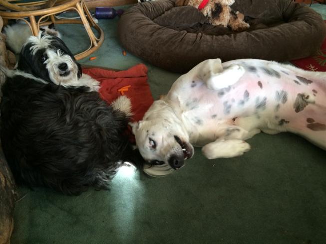 dgbu's tweet photo. #goofyfaces #PoeBear #Finndog http://t.co/jX7UJxf17q