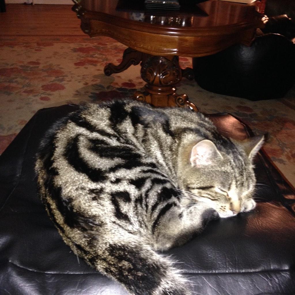 SqueakyKitt's tweet photo. Feeling very sorry for myself. #bullyingblackcat http://t.co/JqS0M8uhoI