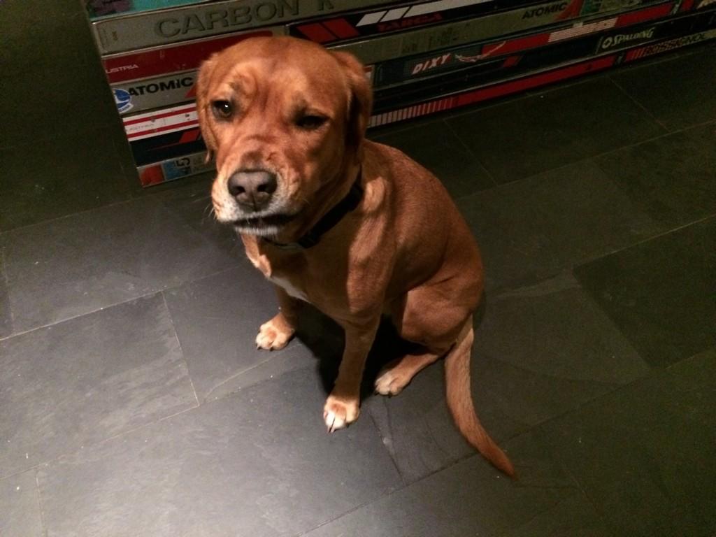 TopdeckRach's tweet image. Just met Selma the most gorgeous reception guard dog at Engelberg Ski Lodge! @tatekerry