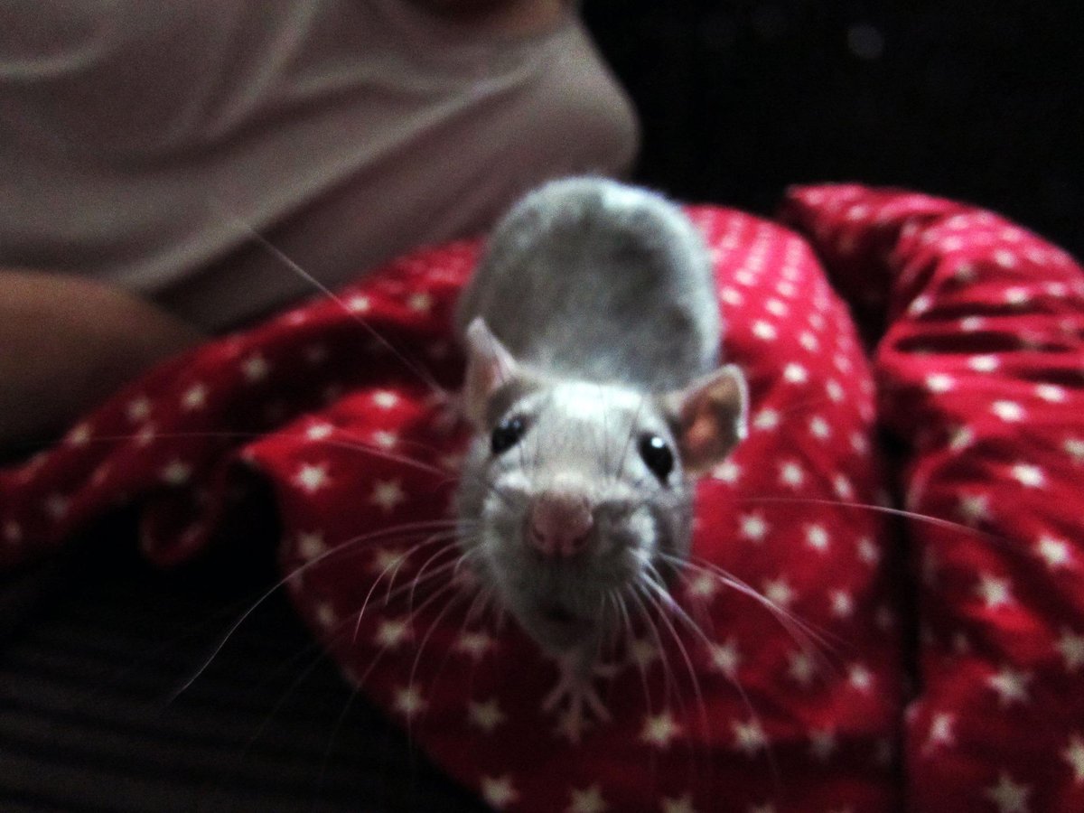 Beemo considers 'the camera' ... #rats