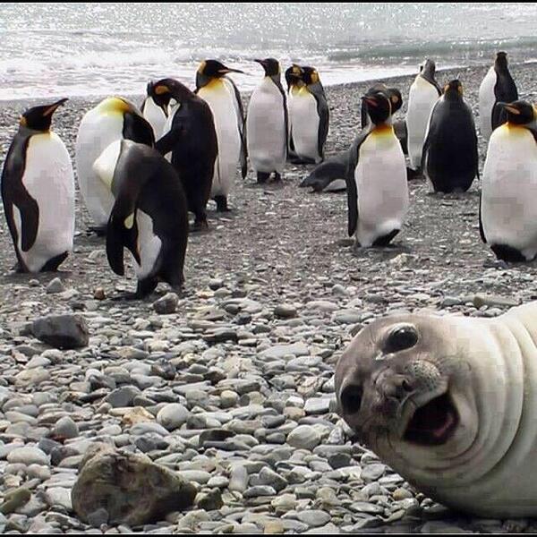 SpeakComedy's tweet photo. Best photo bomb ever http://t.co/jlh5pd7wdS