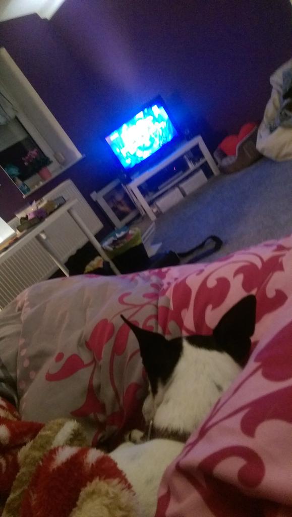 loseryluke's tweet image. #vote5sos with my dog