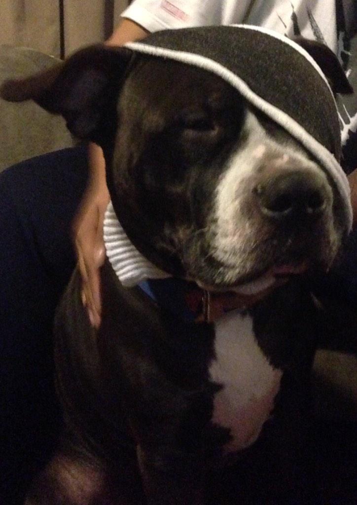 VRon519's tweet image. The only way I can keep dumb-dumb from scratching his eye more #Logan #pitbull #piratepatch