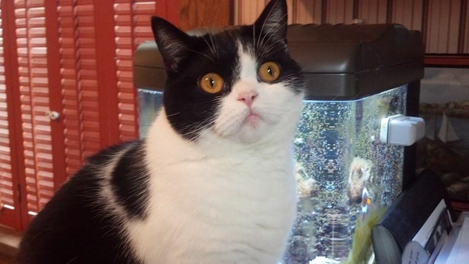 jadedwitch67's tweet photo. @lifetimetv @auntwendythecat @Enchanting_Jo @JcnnaDewan @WOEE_Arg #RenewWitchesOfEastEnd   or I'll sick my cat on em http://t.co/0Q22h5KUQy