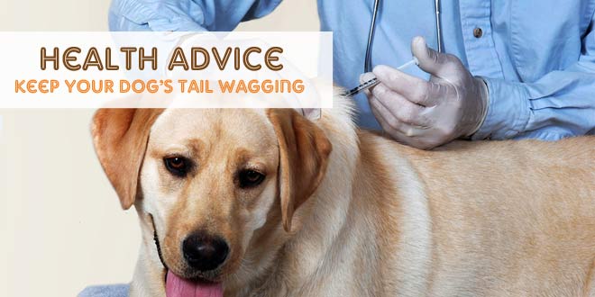 CanineJournal's tweet image. Proactive Ways to Ensure Your Dog Lives a Long, Healthy Life bit.ly/1thNqt4 #Dogs #DogHealth
