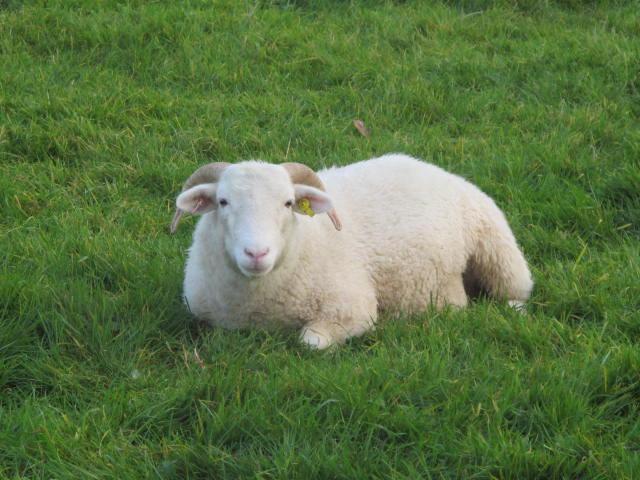 HighFarndale's tweet photo. Happily digesting fresh grass after an electric fence move...
#northyorkmoors #cudding http://t.co/5VUgF683FD
