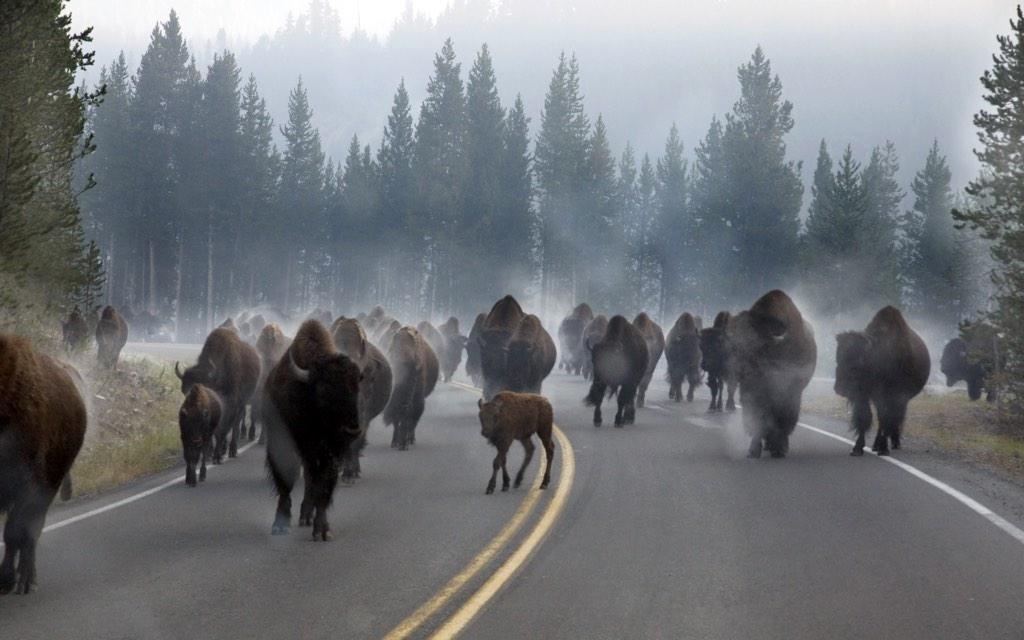 Interior's tweet photo. Our most popular photo on social media last week → #Bison through the mist @YellowstoneNPS by Cameron Patrick http://t.co/gCP5oosgmG