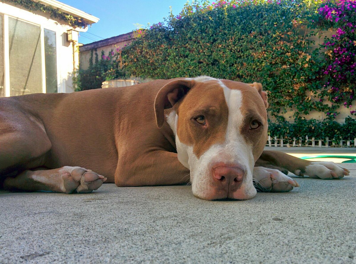 “<a href="/DevilsGateBrew/">Devil's Gate</a>: Marlowe is working hard for the role of Top Brewdog. ” 

*paw bump*
