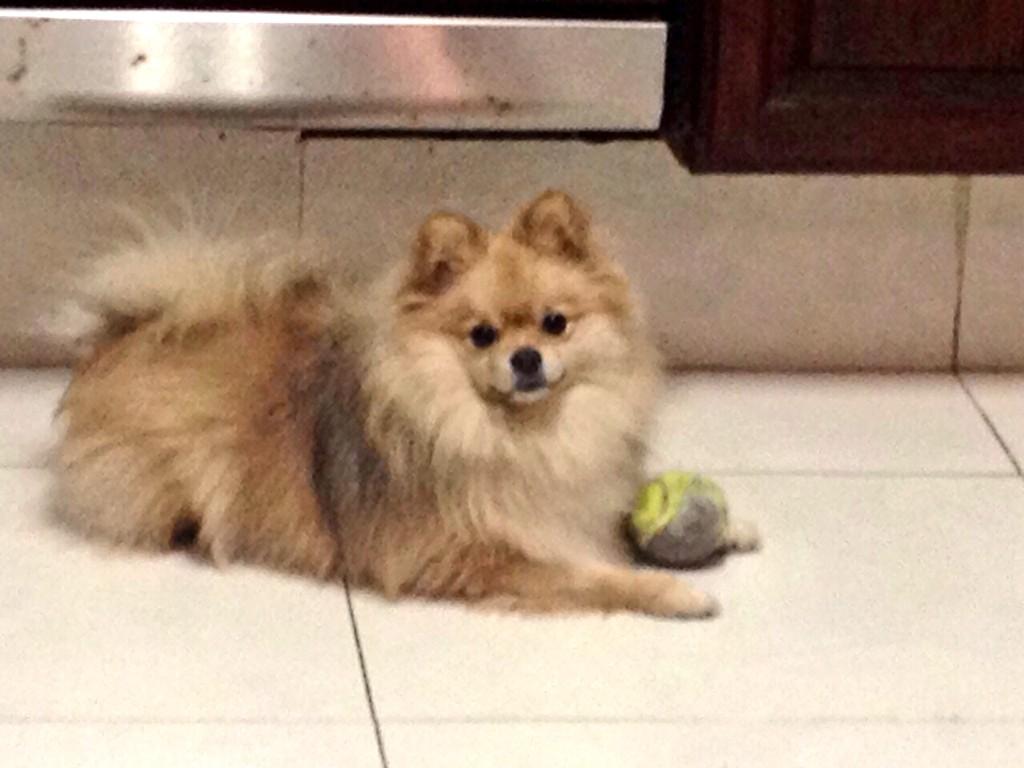 NMVC01's tweet photo. Buscamos a Whisky😥
Desde el jueves desapareció en zona Villa Las Fuentes. RT #MtySur http://t.co/lU4IU9C5Ad