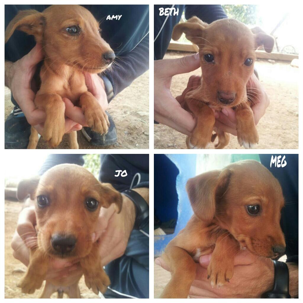 LASAnimal's tweet photo. https://t.co/xyYo4hyzb5 NECESITAMOS PIENSO, LATAS PARA LAS CACHORRAS DE LA MANADA Tienen 3 semanas, ESTÁN DESNUTRIDAS http://t.co/5f49f203Bq