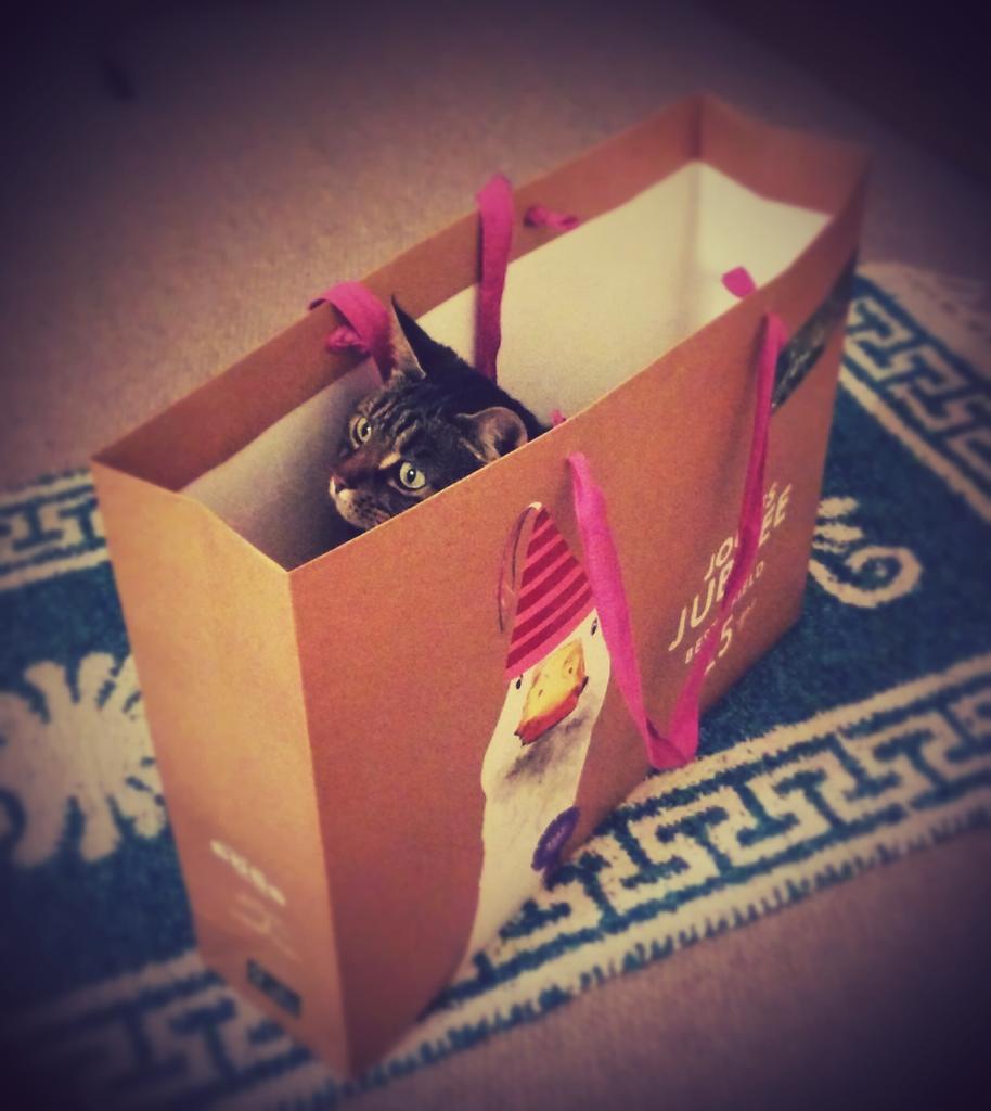 bestie24's tweet photo. @Joulesclothing, Jemima really does want to be a puddleduck #christmasshopping #catandduck http://t.co/gIkec9xtJs