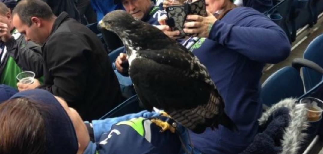 TheRossRiggin's tweet image. Hahaha I wish that would have been me!! @Seahawks #GoHawks #CrazyBird #DoesItBite?