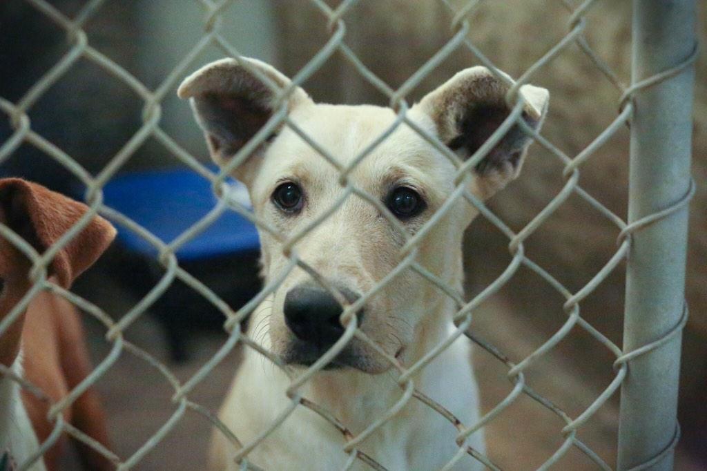 This beautiful shepherd mix is on borrowed time we need to get her out of #odessatexas <a href="/k9rescuegsd/">Coastal GS Rescue</a>