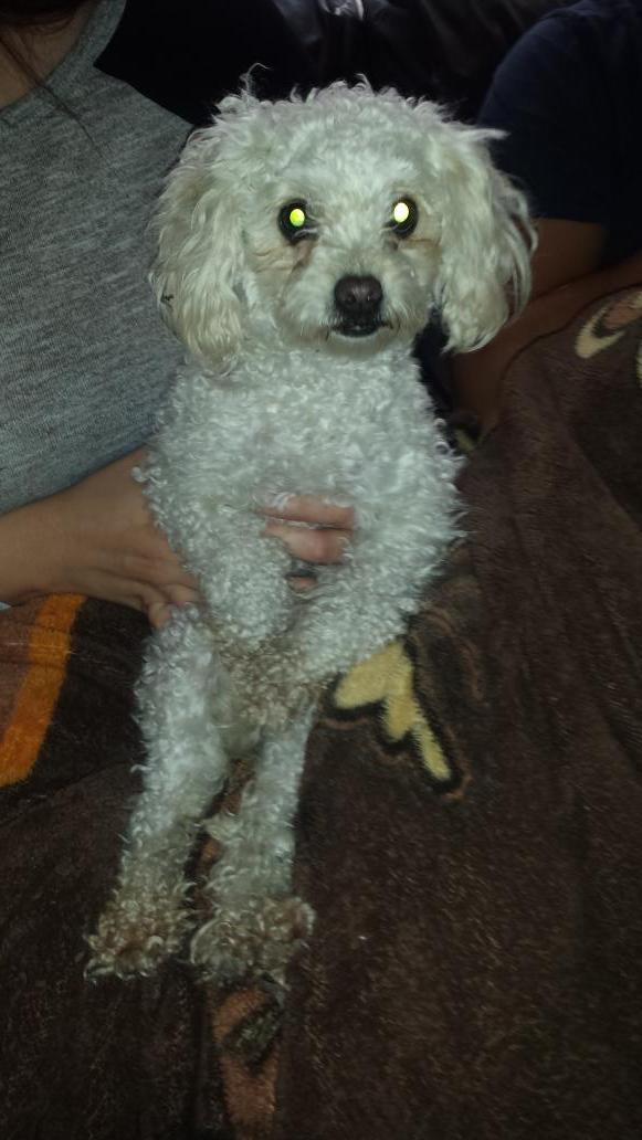 loreeAlv's tweet photo. Encontre esta perrita si alguien sabe de sus dueños plis diganme y si pueden denle RT @En_laDelValle @Narvarte_ http://t.co/nQ42GE3JYH