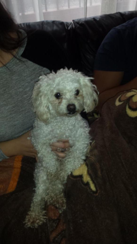 loreeAlv's tweet photo. Encontre esta perrita si alguien sabe de sus dueños plis diganme y si pueden denle RT @En_laDelValle @Narvarte_ http://t.co/nQ42GE3JYH