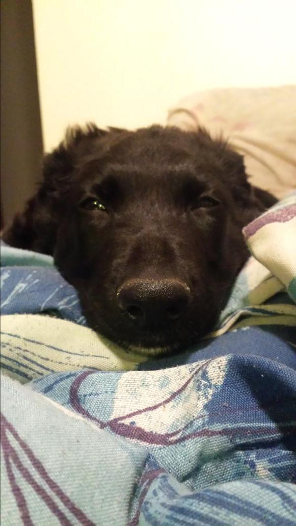 dleeinthebooth's tweet photo. My new puppy http://t.co/kv3k446Shx