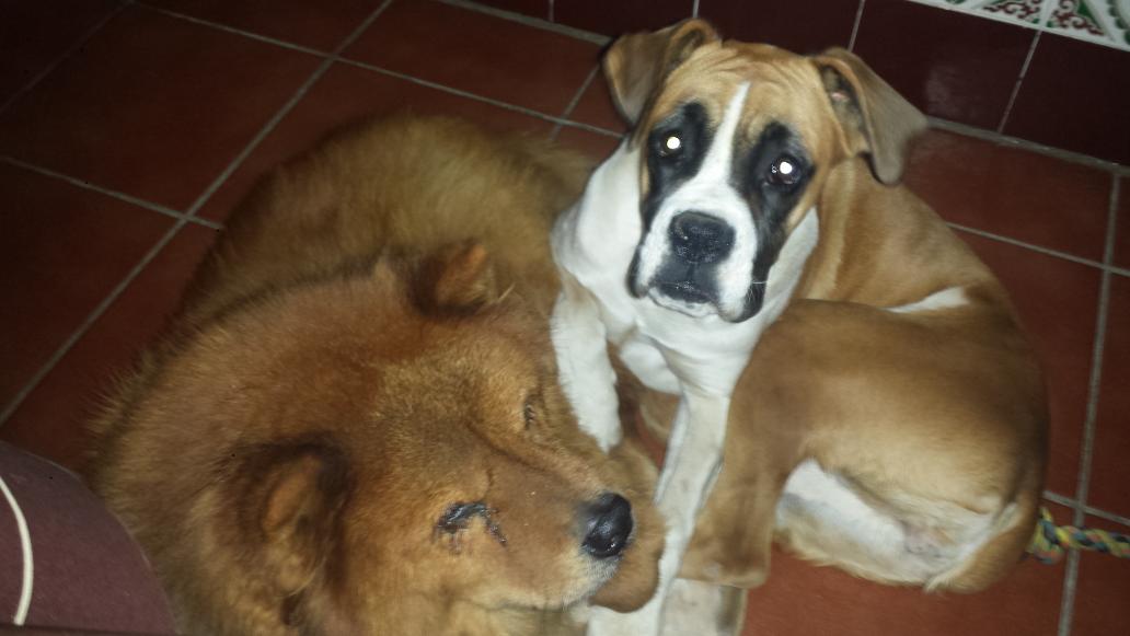 sanchezAdr's tweet photo. Un raatito con voosotras doos y se me pasaa el caabreo!! Me haaceis sonreeeir sin decir ni una palabra!! 🐾🐶🐾🌂💕 http://t.co/SBttnuXF9r