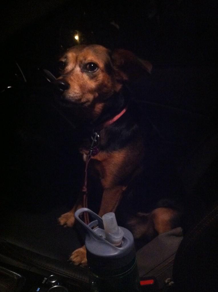 KaylaHoehn's tweet photo. Got pulled over for speeding. I think my dogs adorable face in the passenger seat saved me from a ticket. http://t.co/0f6gK1v5KG