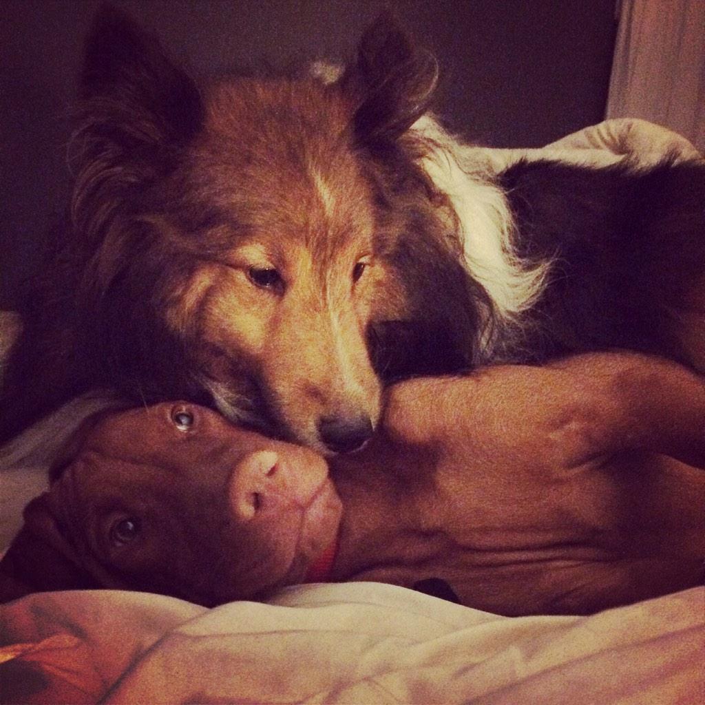 BelmarksGameOn's tweet photo. Eh, he's growing on me. #Brothers #vizsla #sheltie #dogsoftwitter http://t.co/mfrzkMBUug