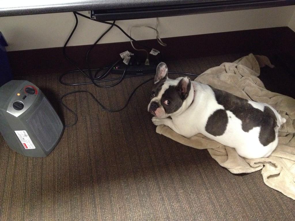 ResLifePuppy's tweet photo. Apparently, offices in Chicago come with space heaters. I don't hate this idea. #DoWork #ToastyPaws http://t.co/nopWRRQSe6