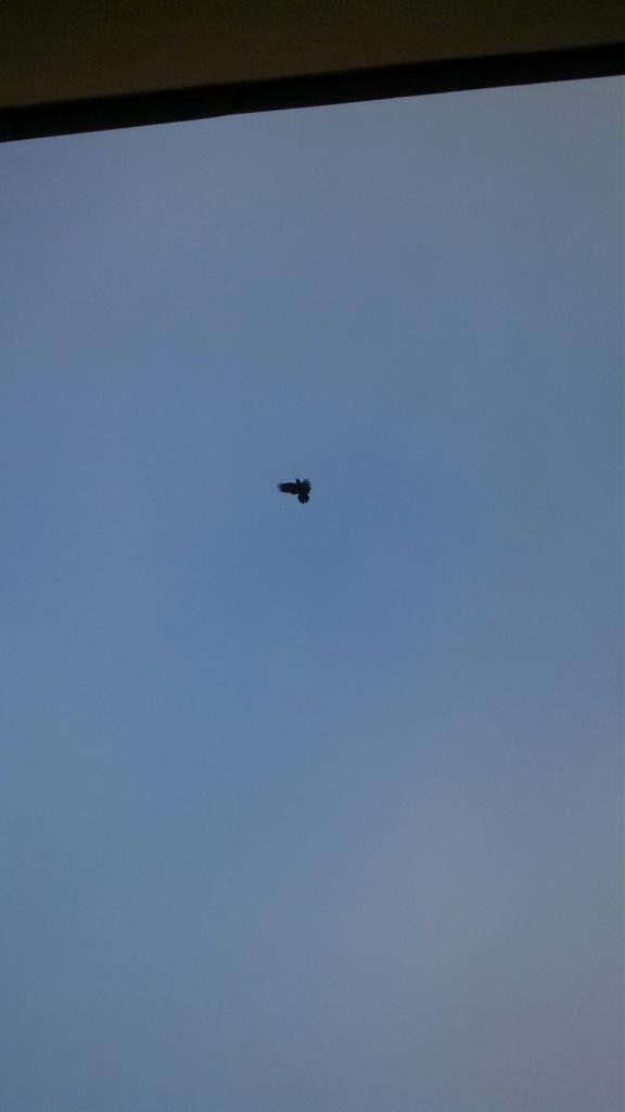 Crow Diary (@crowdiary) / Posts / X