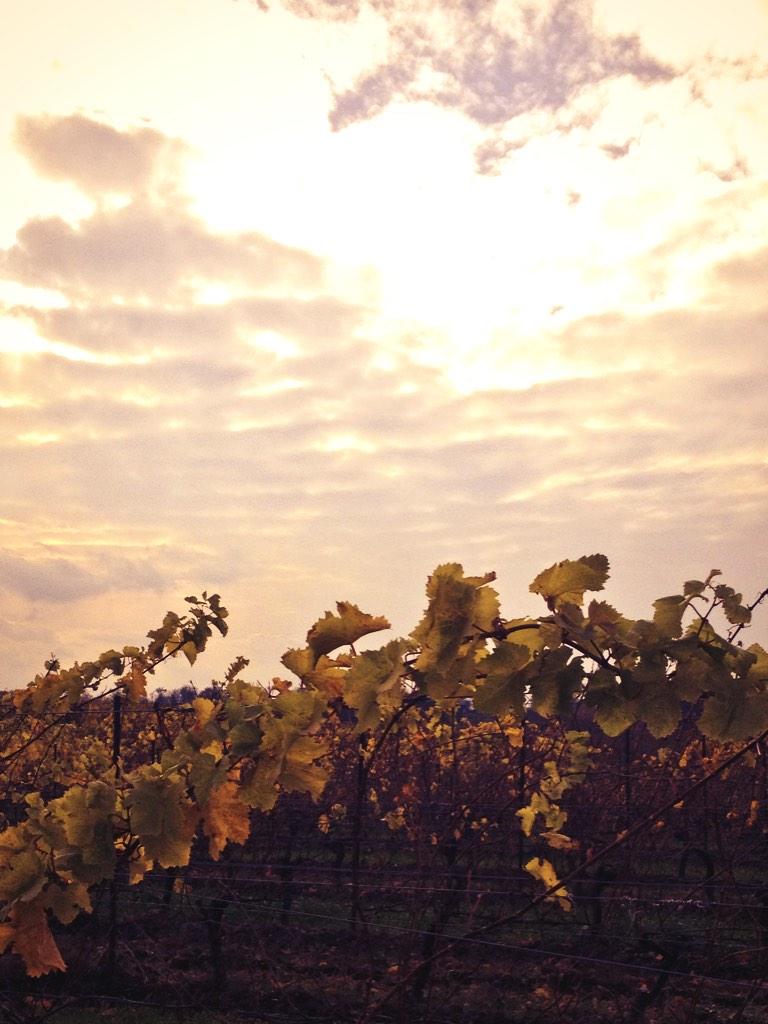 CooperRSmith's tweet photo. Thank you @mikepenrod for showcasing @20ValleyWine @WineCountryOnt #WrappedUp2014 #35.8K #Follows #mikepenrod http://t.co/IlpNsdSM57