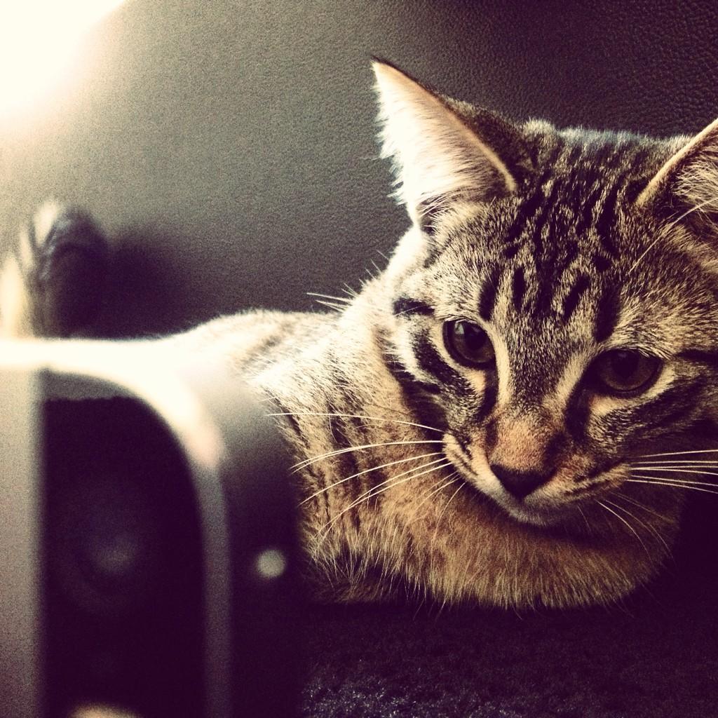 LadyzLow's tweet photo. Mon chat tape des selfie ..... Izi http://t.co/DqXnchXwzC
