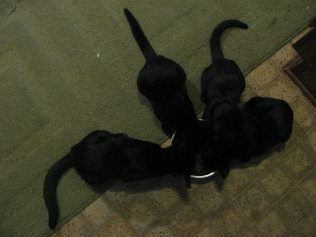 temp08's tweet photo. "rt foster homes needed for 4 kittens ( beautiful healthy adoptable)thankyou" http://t.co/eklcFFkegi