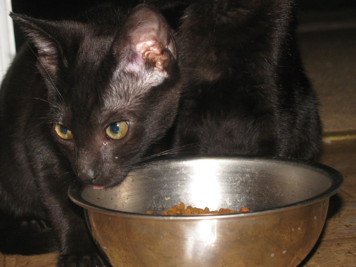 temp08's tweet photo. "rt foster homes needed for 4 kittens ( beautiful healthy adoptable)thankyou" http://t.co/eklcFFkegi
