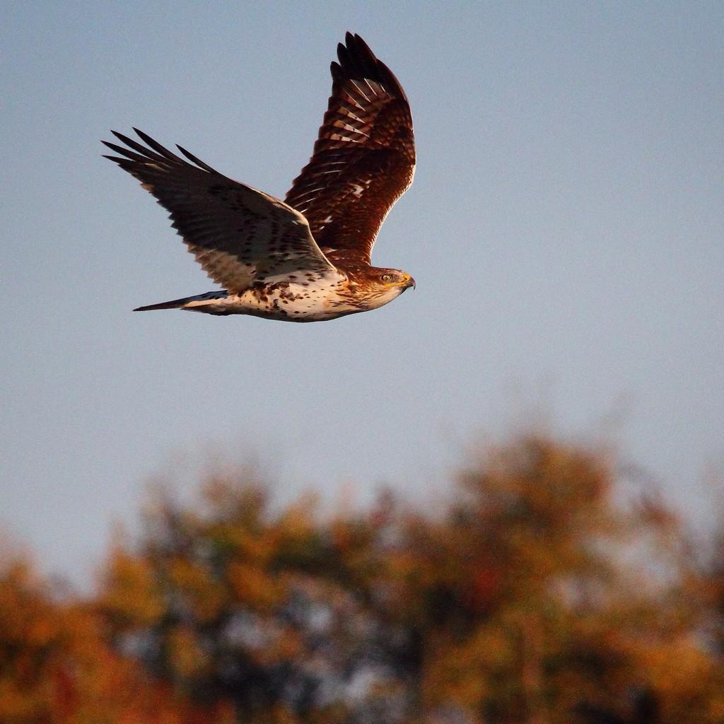 Looking for migratory raptors?  Alfalfa fields won't let you down.  #coyotevalley #WildAg