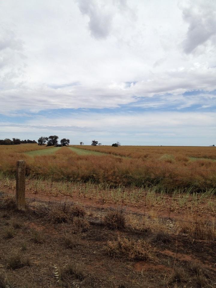 BrettAtkin05's tweet image. 1.5T/Ha av, 42.5+% oil. #5"GSR #7"Annual #Corack #Great Result