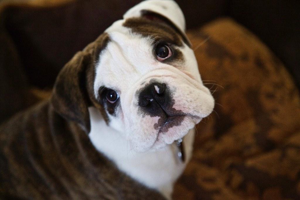 MaverMaver's tweet photo. Pumpkin hadda photo shoot td 🙈🐶 #gus2.0 http://t.co/2bVG44T40U