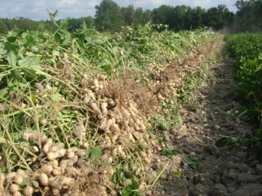 AEE311NCCoopExt's tweet photo. http://t.co/ji141iqvJC