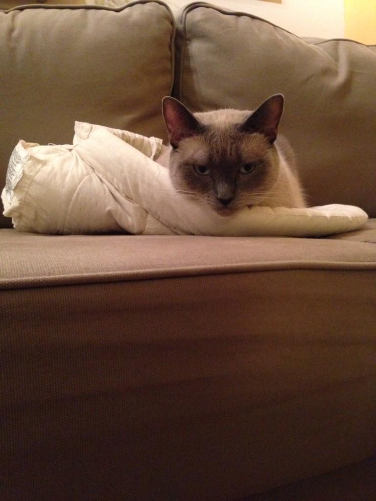 stephburg's tweet image. "Why don't I get to be carried around in the ergo?" #infantinsert