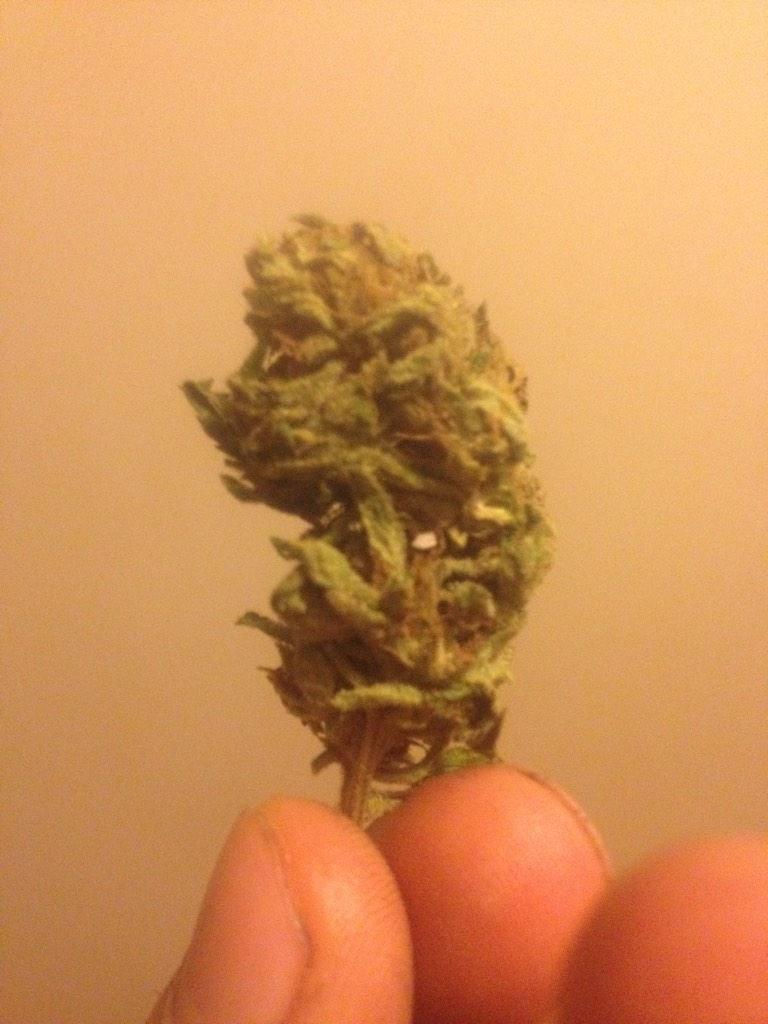 NgLETHAL's tweet image. “@Huntrmooree: Quote this tweet with your loud”